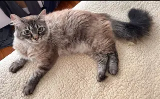 Leilani
