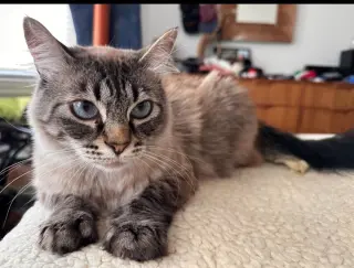 Leilani