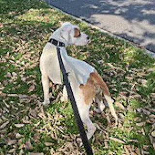 Wiley