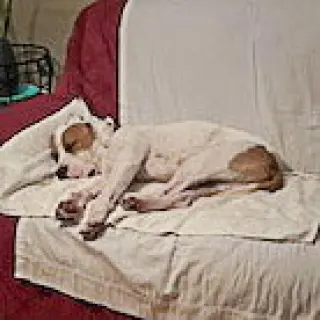 Wiley