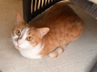 Gingersnap