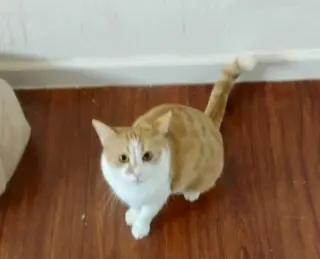 Gingersnap
