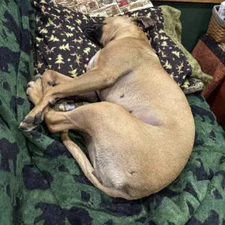 Amber