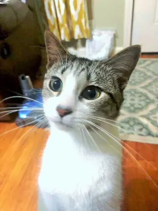 Feather