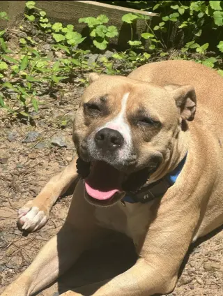Leela