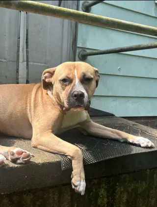 Leela