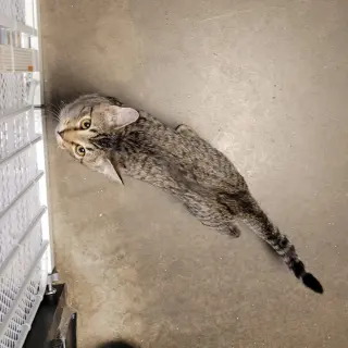 ROUGH RUNNER (How to train your dragon litter)