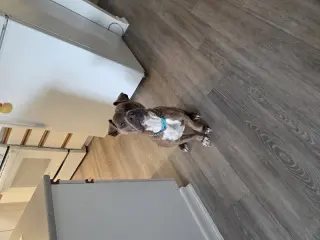 Zeus