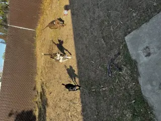 Zeus