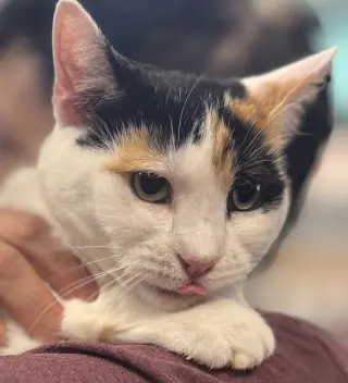 Reese Whiskerspoon