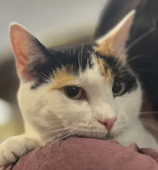 Reese Whiskerspoon