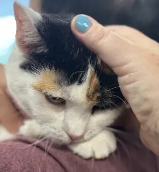 Reese Whiskerspoon