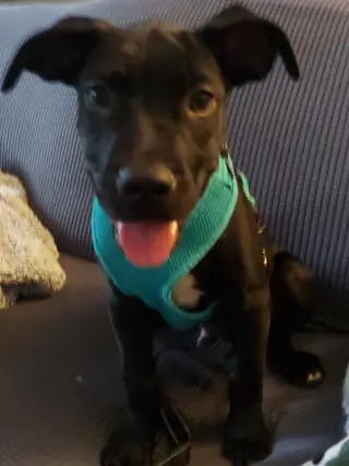 Gumbo