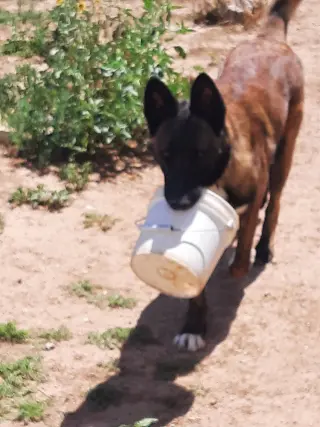Bullwinkle fka Boba - Located in New Mexico