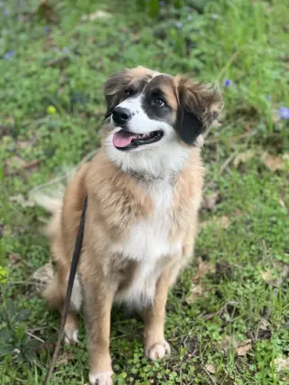 Alphie