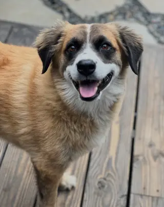 Alphie