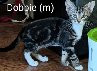 Dobbie