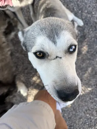 Ace