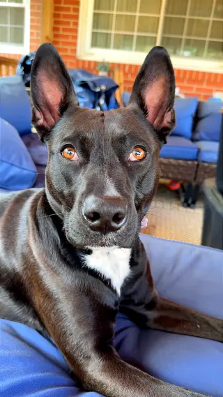 Darla