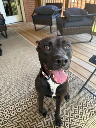 Darla