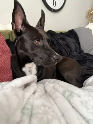 Darla