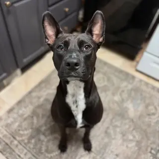 Darla