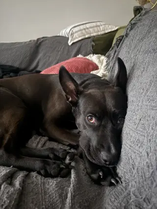 Darla