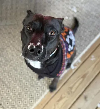 Darla