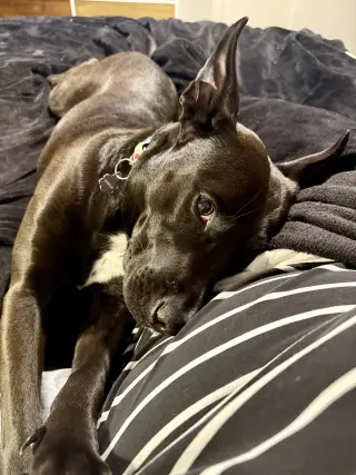 Darla