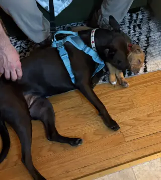 Darla