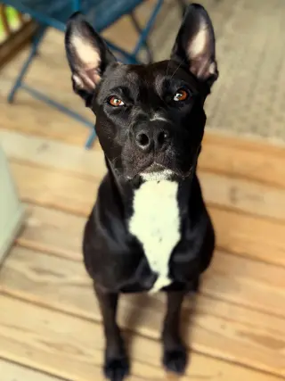 Darla