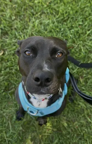 Darla