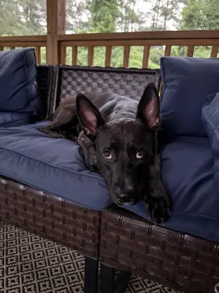 Darla