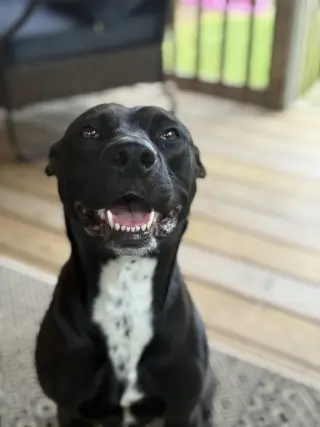 Darla