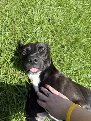 Darla