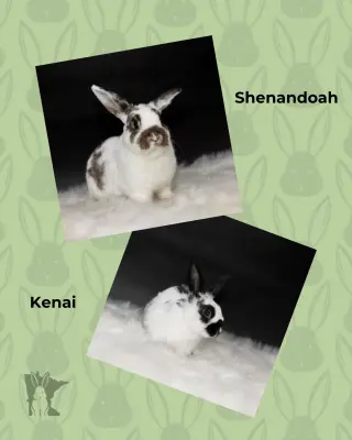 Shenandoah