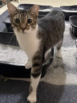 Brutus