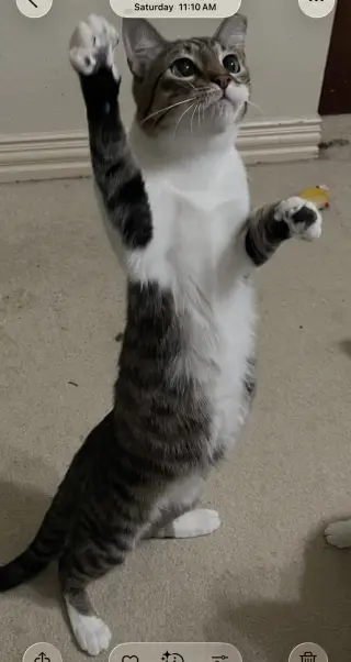 Brutus