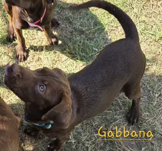 Gabbana