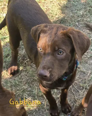 Gabbana