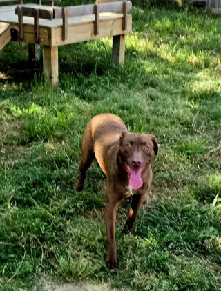Dolce