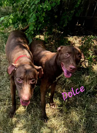 Dolce