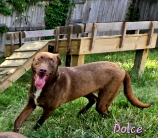 Dolce