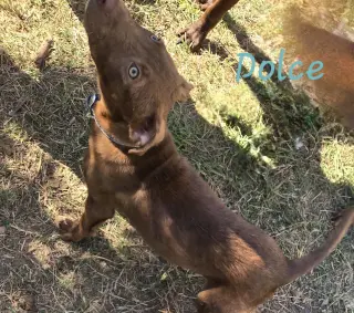 Dolce