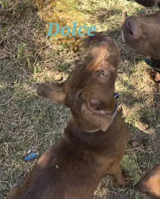 Dolce
