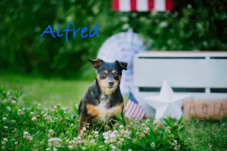 Alfred