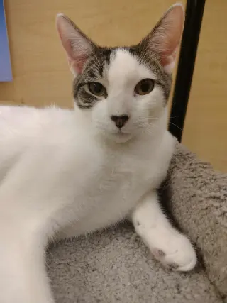 Tabasco