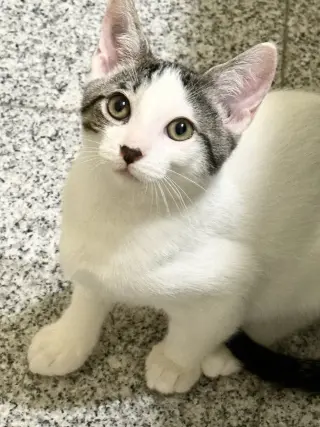 Tabasco