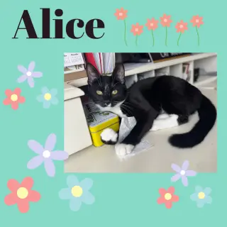 Alice