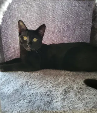 Pip